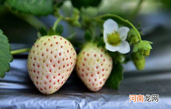 白色草莓是什么口味的
