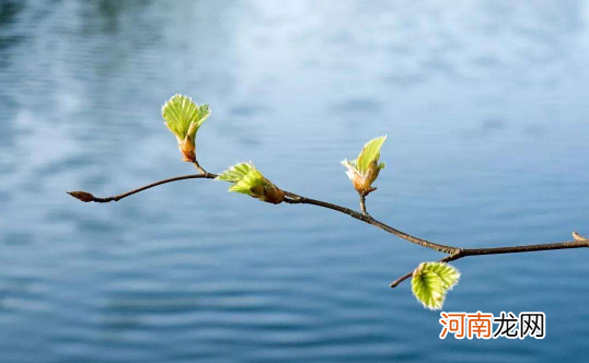 躲春每年的属相都不一样吗