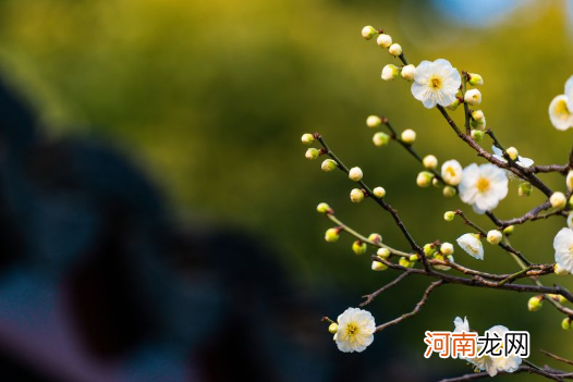 躲春每年的属相都不一样吗