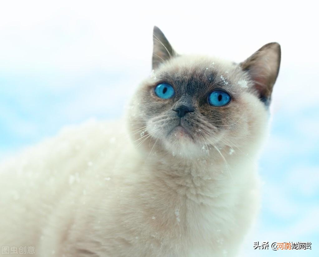 白色毛蓝色眼睛的猫是什么品种 蓝眼白猫是什么品种