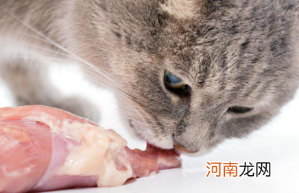 猫咪吃生肉怎么吃