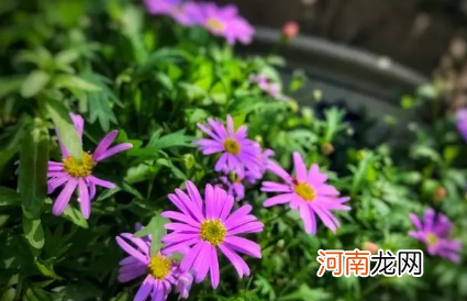 姬小菊盆栽买回来能换盆吗