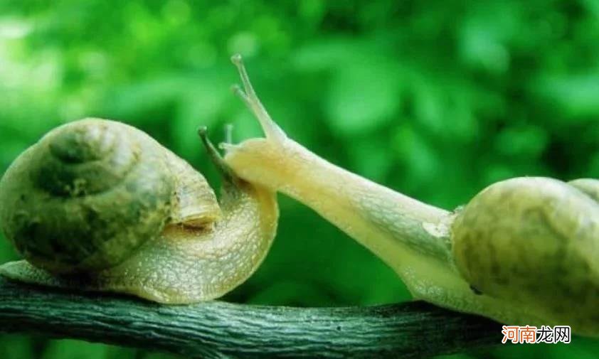 蜗牛的牙齿一共有多少个 蜗牛有多少颗牙齿