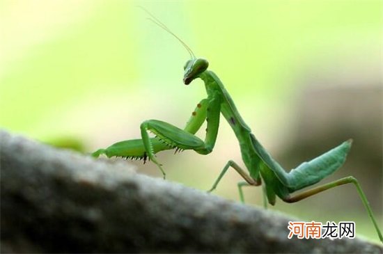 对人类大自然有益的昆虫有哪些 有益的昆虫都有哪些