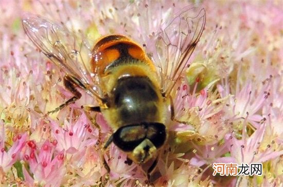 对人类大自然有益的昆虫有哪些 有益的昆虫都有哪些