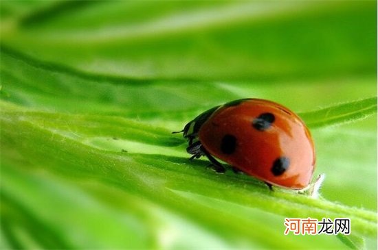 对人类大自然有益的昆虫有哪些 有益的昆虫都有哪些