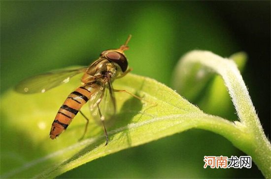 对人类大自然有益的昆虫有哪些 有益的昆虫都有哪些