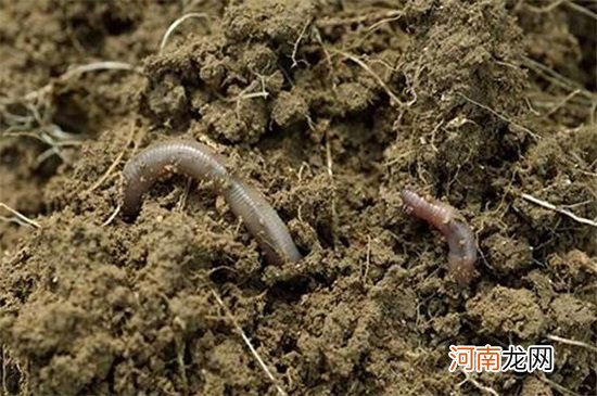 对人类大自然有益的昆虫有哪些 有益的昆虫都有哪些