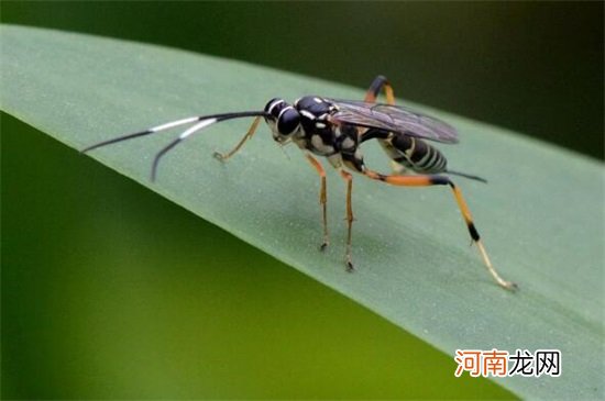 对人类大自然有益的昆虫有哪些 有益的昆虫都有哪些