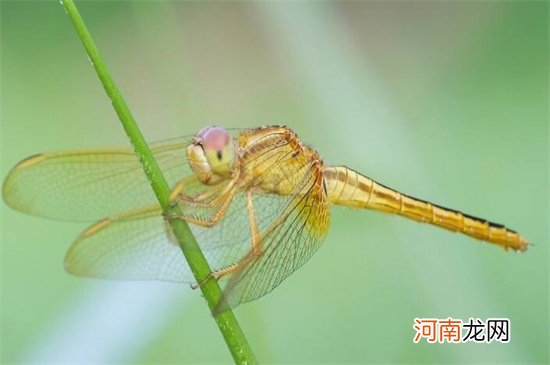 对人类大自然有益的昆虫有哪些 有益的昆虫都有哪些