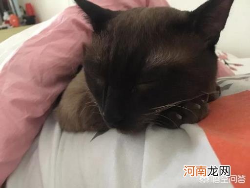 暹罗猫优点和缺点 养暹罗猫是种怎样的体验？