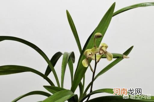 常年不见阳光适合养什么花 没有阳光，适合种植什么花草？