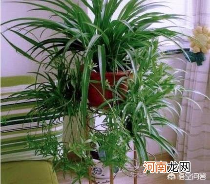 常年不见阳光适合养什么花 没有阳光，适合种植什么花草？