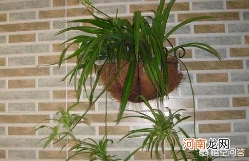 常年不见阳光适合养什么花 没有阳光，适合种植什么花草？