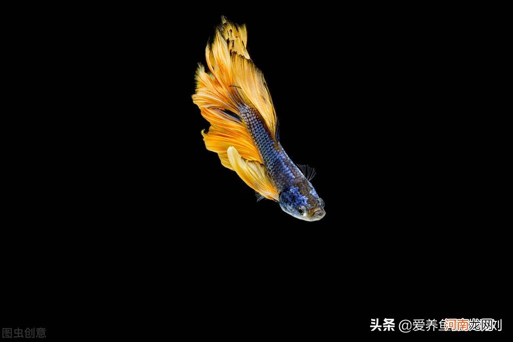 鱼缸开灯水变绿的原因及解决方法 鱼缸水变绿了怎样处理