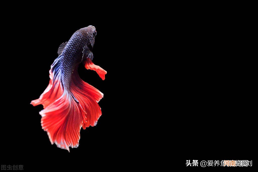 鱼缸开灯水变绿的原因及解决方法 鱼缸水变绿了怎样处理