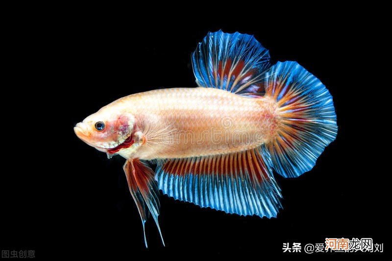 鱼缸开灯水变绿的原因及解决方法 鱼缸水变绿了怎样处理