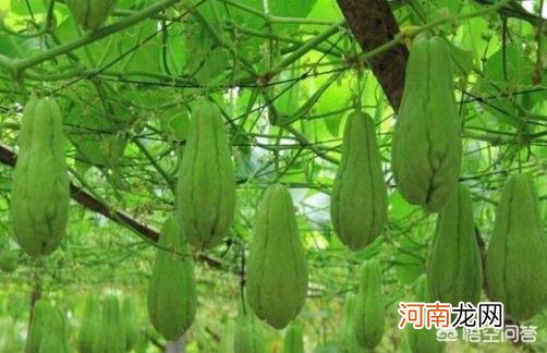 蔬菜有哪些种类名字 种植什么蔬菜最容易管理？