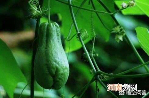 蔬菜有哪些种类名字 种植什么蔬菜最容易管理？