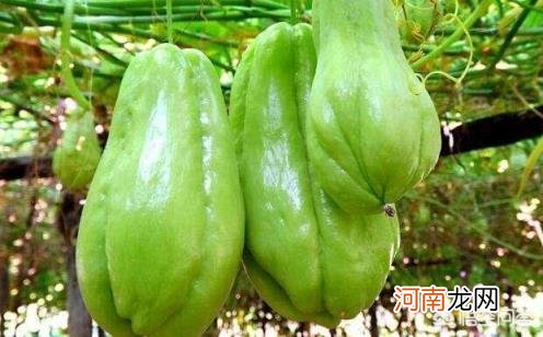 蔬菜有哪些种类名字 种植什么蔬菜最容易管理？