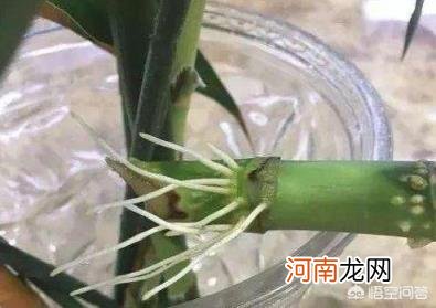 富贵竹喜阴还是喜阳 富贵竹用什么样的水最好？