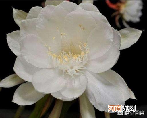 昙花怎么养 假昙花怎么养假昙花的养殖方法？