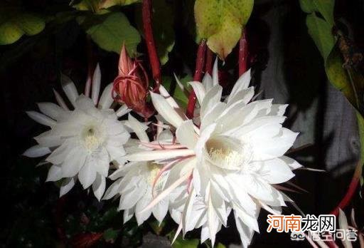 昙花怎么养 假昙花怎么养假昙花的养殖方法？