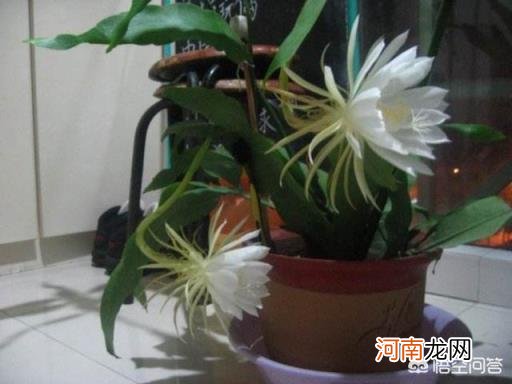 昙花怎么养 假昙花怎么养假昙花的养殖方法？