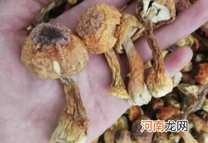 干松茸有沙怎么清洗