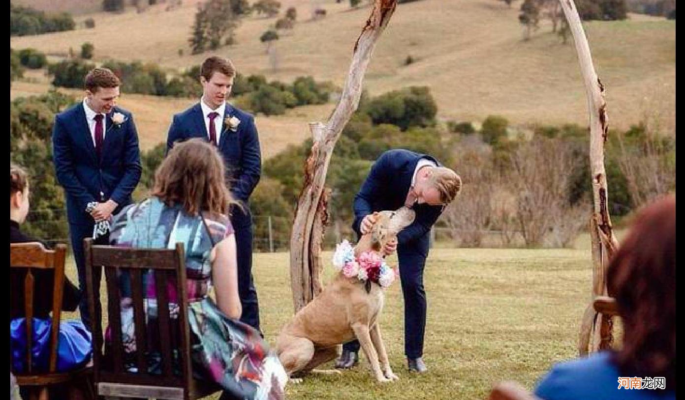 狗狗在婚礼上当众拉粑粑抢风头，主人又好气又尴尬