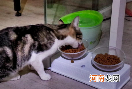 猫不吃东西瘦了怎么办