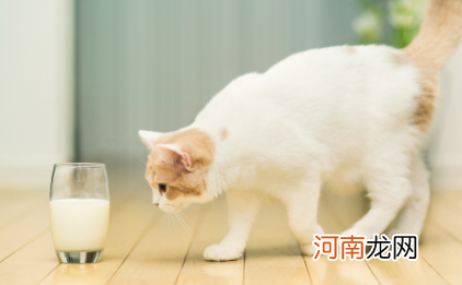 20天小猫一顿喝多少奶