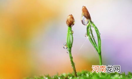 2022年打春农历哪一天