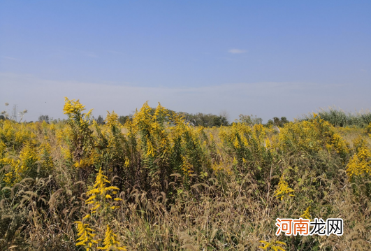 加拿大一枝黄花可以插花吗