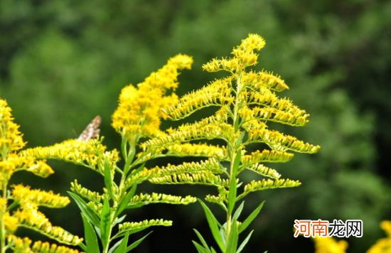 加拿大一枝黄花可以插花吗