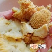 猴头菇的做法大全家常，猴头菇炖排骨，鸡汤？