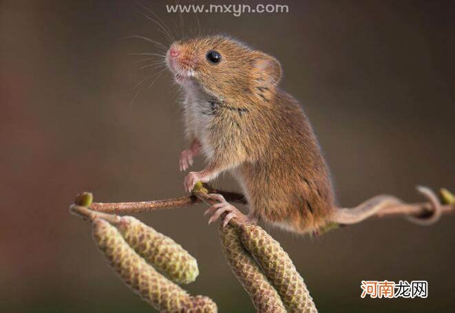 解梦小老鼠 解梦梦见小老鼠