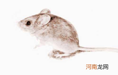 解梦小老鼠 解梦梦见小老鼠