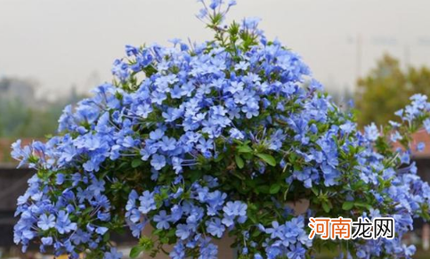 蓝雪花枯萎了还有救吗