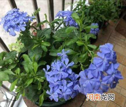 蓝雪花枯萎了还有救吗