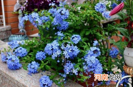 蓝雪花枯萎了还有救吗