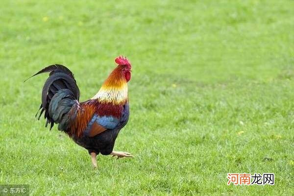 属鸡配不配 鸡不配的属相