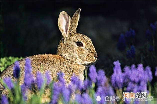 属兔的和属虎的婚姻配不配 属虎的和属兔的配婚好不好