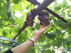 葡萄种植几年挂果