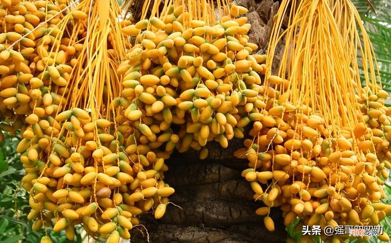 椰枣在中国多少钱一斤 椰枣价格多少钱一斤