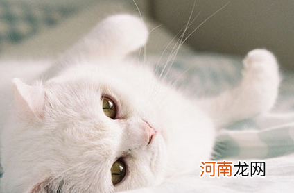 猫不吃饭还吐了怎么办