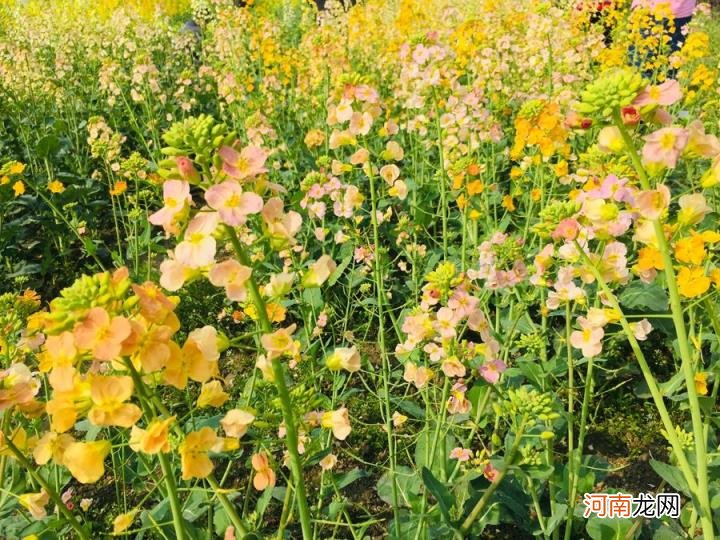 什么农业项目赚钱，有哪些农业种植项目能赚钱？