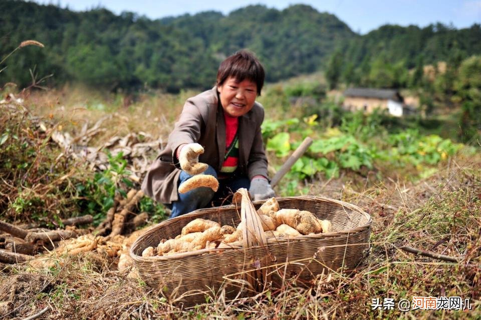 目前最赚钱的项目是什么，农村目前最适合做什么赚钱快项目？