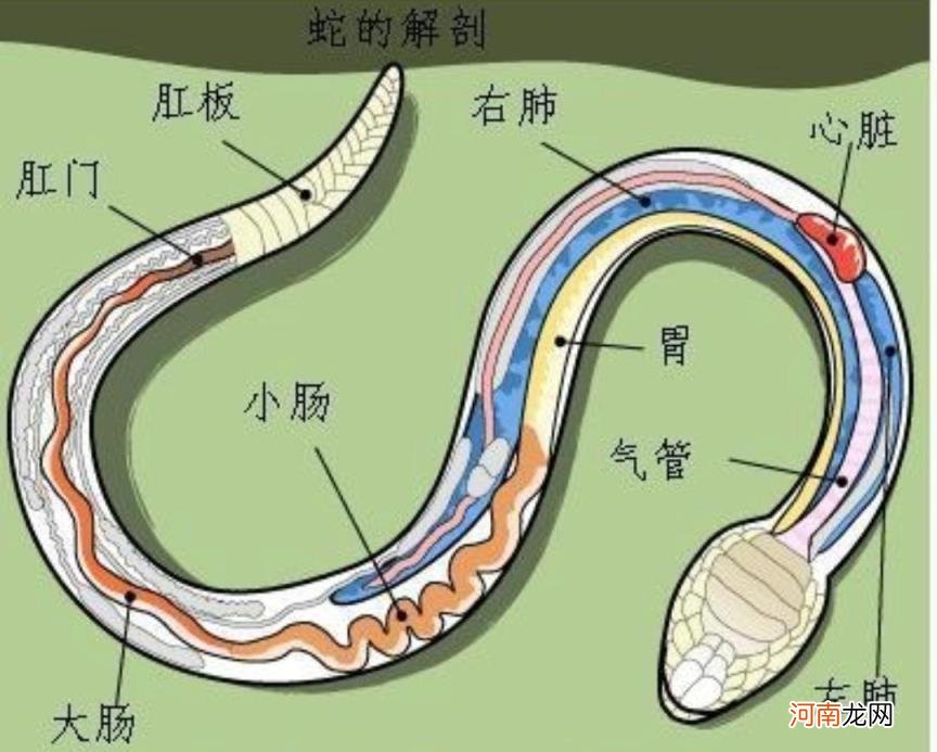 七寸指的是蛇的哪个部位，蛇的弱点在哪？