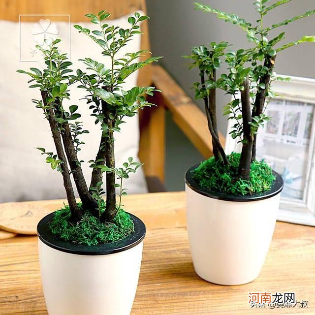 小叶紫檀盆栽的寓意和象征 小叶紫檀的风水寓意